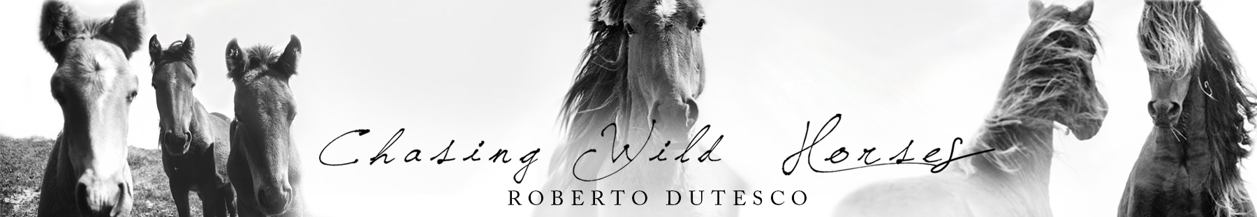 Banner for Chasing Wild Horses