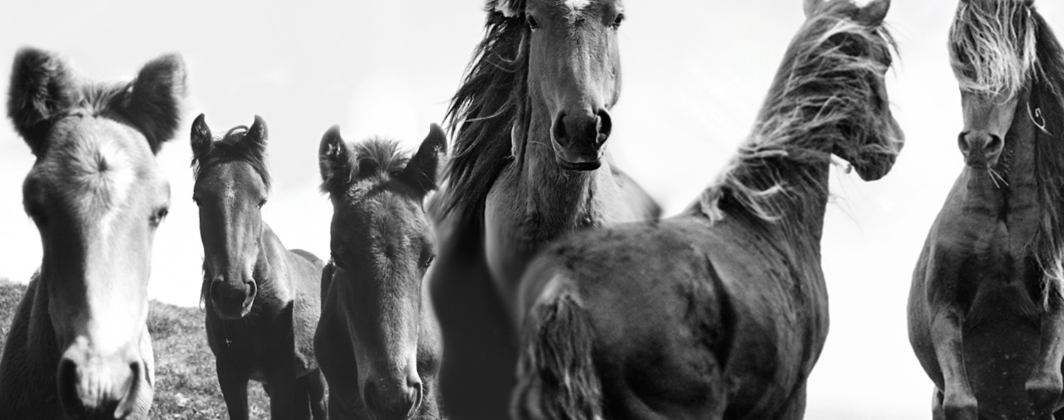 The Rhythm of Wilderness