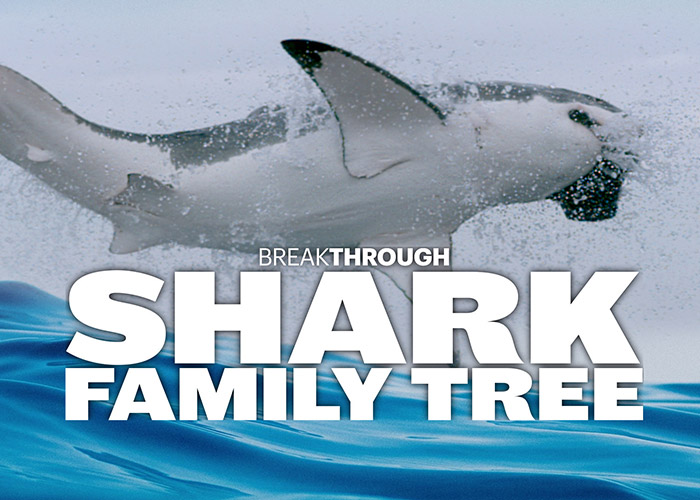 Shark Family Tree