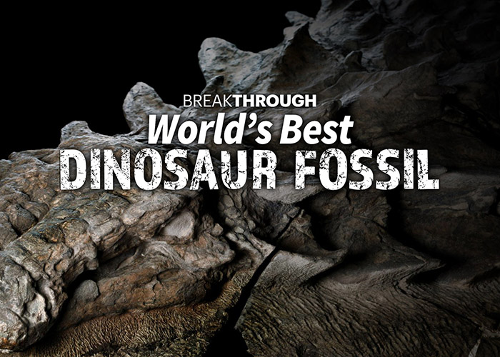 World's Best Dinosaur Fossil