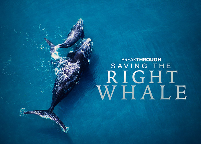 Saving the Right Whale