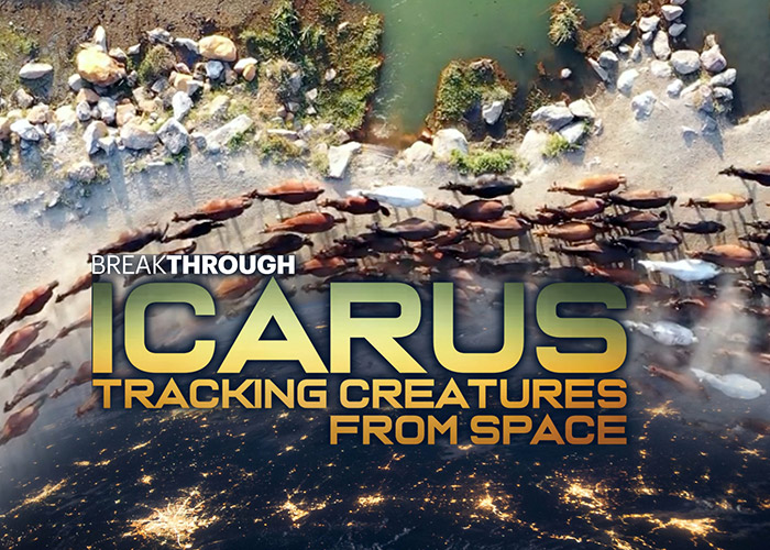 ICARUS: Tracking Creatures From Space
