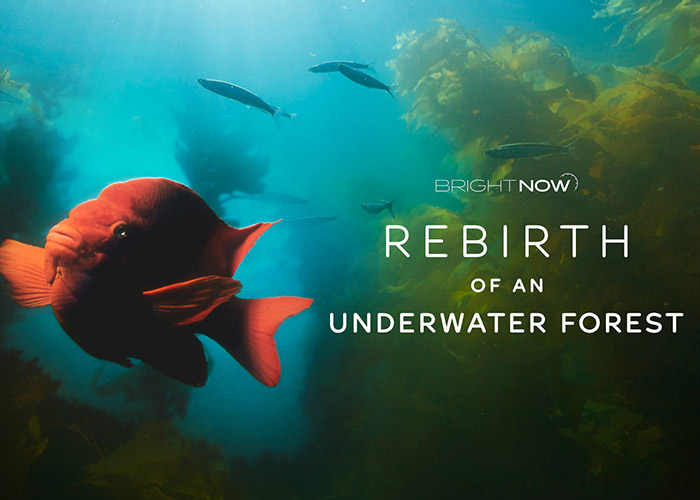 Rebirth of an Underwater Forest