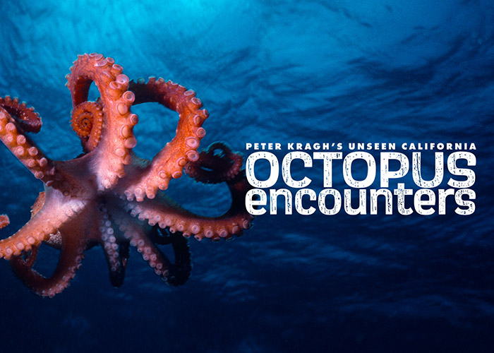 Octopus Encounters