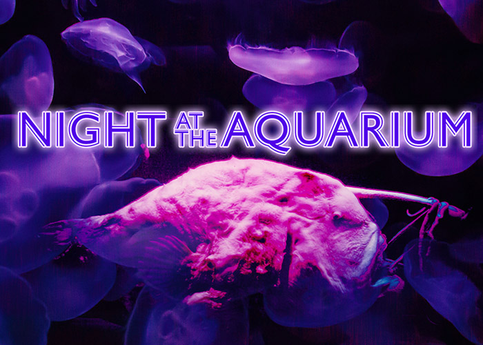 Night At The Aquarium