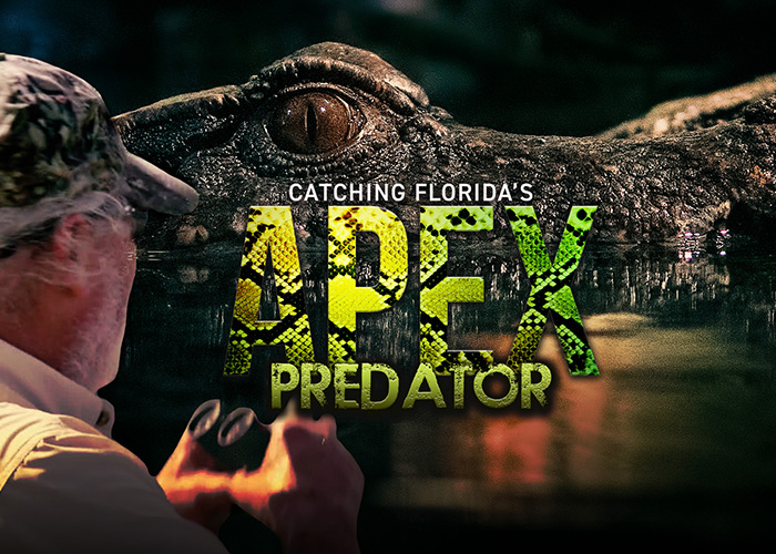 Catching Florida's Apex Predator