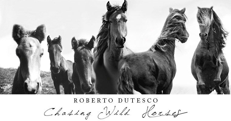 Chasing Wild Horses