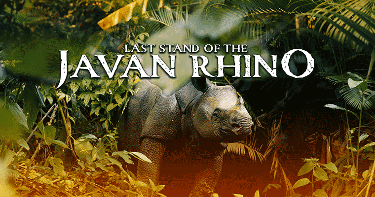 Last Stand of the Javan Rhino