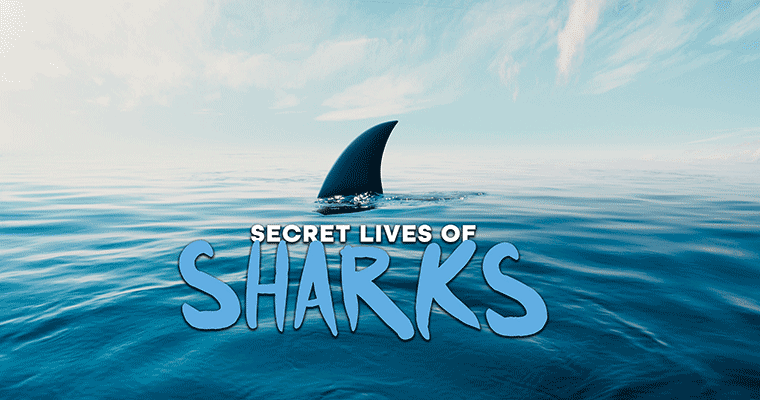 Secret Lives of Sharks