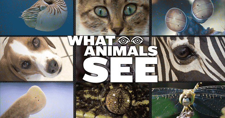 What Animals See