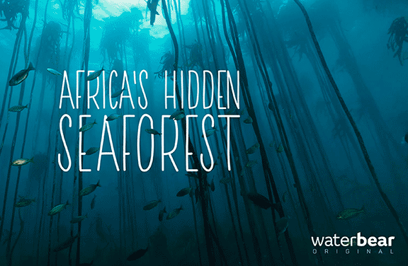 Image for Africas's Hidden Seaforest