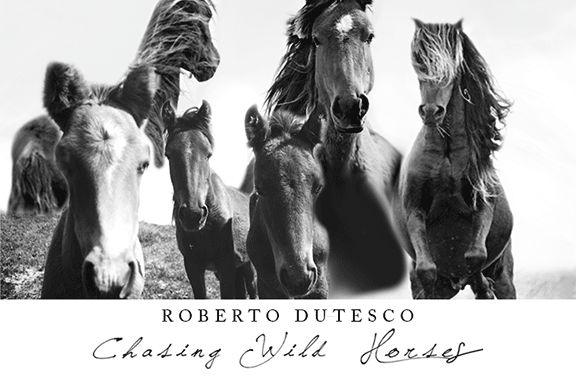 Image for Chasing Wild Horses