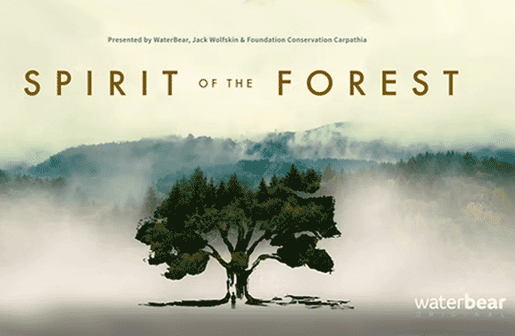Image for Spirit of the Forest