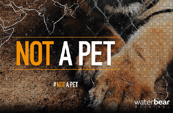 Image for Not a Pet
