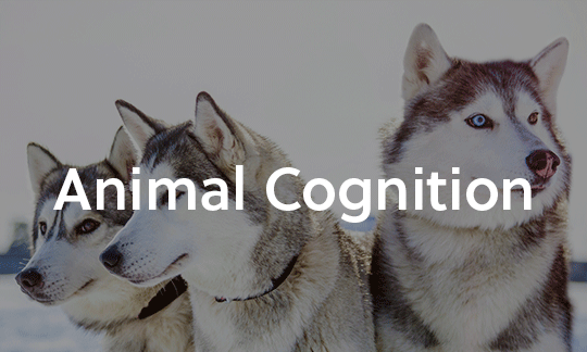 Animal Cognition