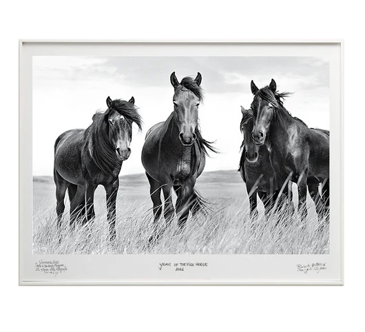 "Natives" – Three wild horses of Sable Island stand facing the camera in tall grass, manes windswept, their powerful presence filling the frame against a pale sky. Photograph by Roberto Dutesco.