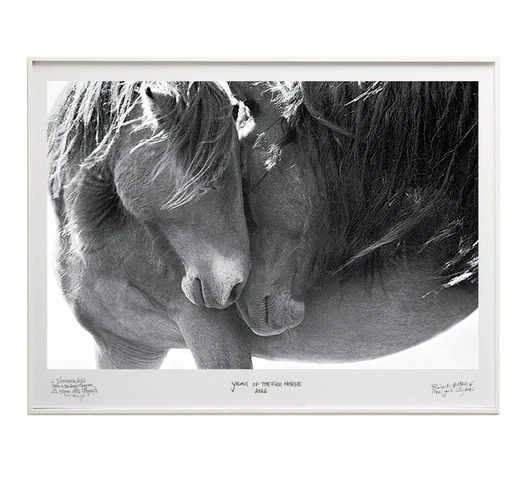 "Love" – A close-up portrait of two wild horses nuzzling nose to nose, their faces and flowing manes intertwined in an intimate moment of connection. Photograph by Roberto Dutesco.
