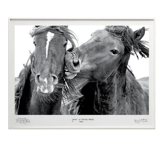 Love Bite – Two wild horses face each other in close-up, one gently biting or nuzzling the other's neck in a moment of playful intimacy, manes tangled in the Sable Island wind. Photograph by Roberto Dutesco.