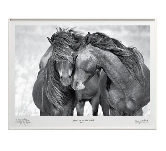 Love – Two wild horses press their heads together in a tender, almost ceremonial pose, their long flowing manes merging in a symbolic image of identity and connection. Photograph by Roberto Dutesco.