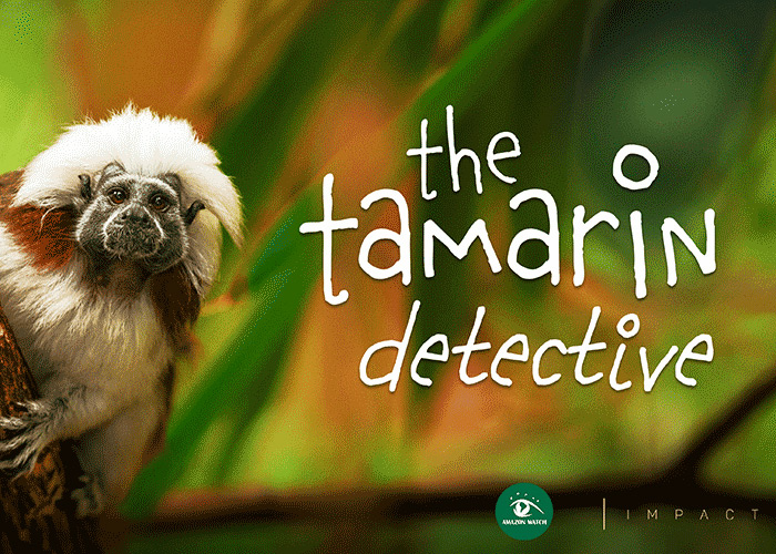 The Tamarin Detective