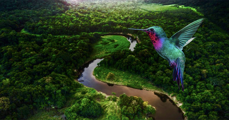 Image of a hummingbird