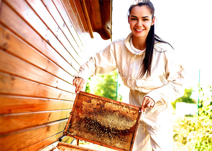 The Honeybee Brain