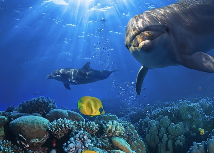 Cracking the Dolphin Language Code: Denise Herzing
