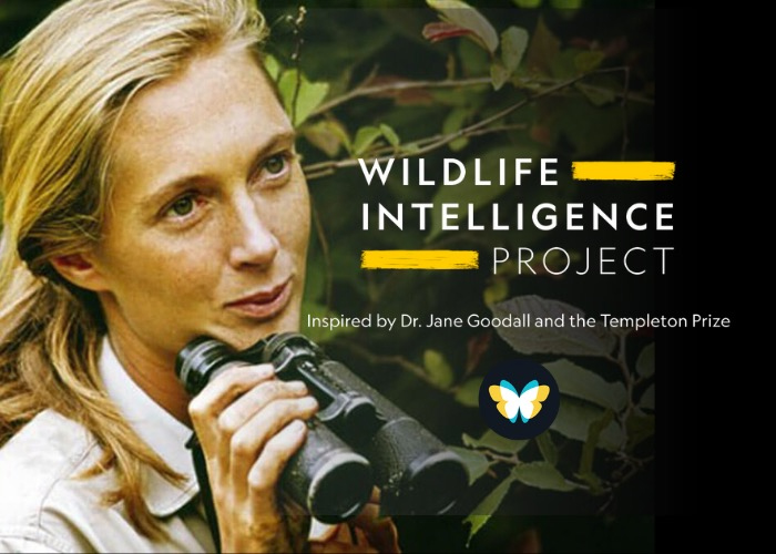 National Geographic Wildlife Intelligence Project Inspired by Jane Goodall & the Templeton Prize