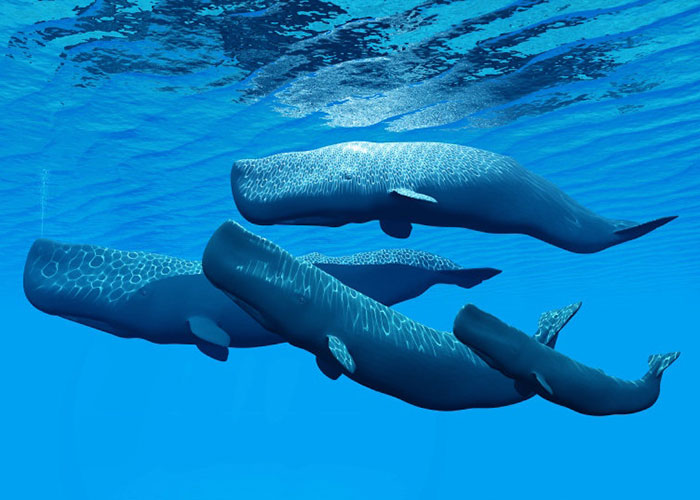 The Search for Extraterrestrial Intelligence and Humpback Whale Communication